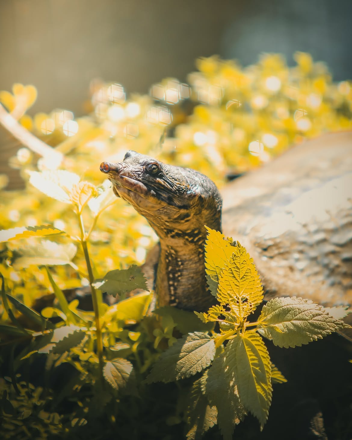 Wildlife photography by Zack Jenkin