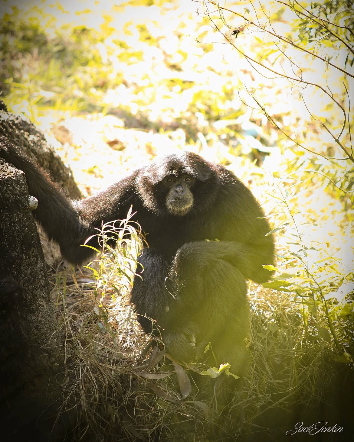 Wildlife photography by Zack Jenkin
