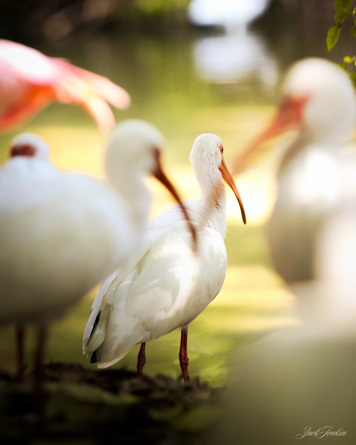Wildlife photography by Zack Jenkin