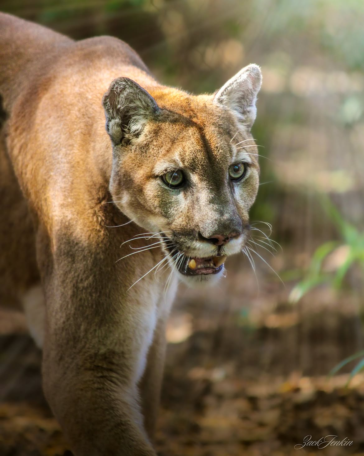 Wildlife photography by Zack Jenkin