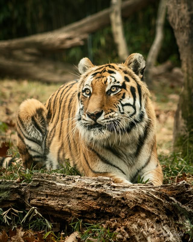 Wildlife photography by Zack Jenkin