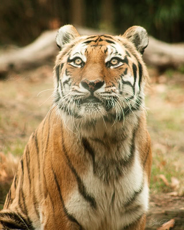 Wildlife photography by Zack Jenkin